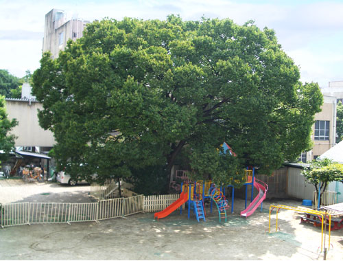 白鳥幼稚園の夏のけやき