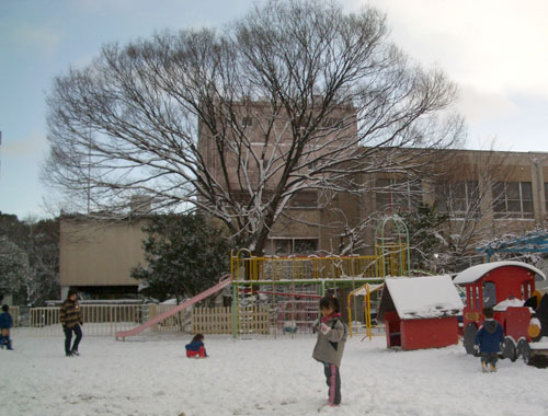 白鳥幼稚園の冬のけやき