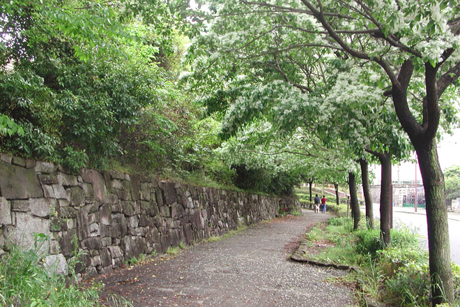 白鳥庭園沿いのヒトツバタゴの並木道