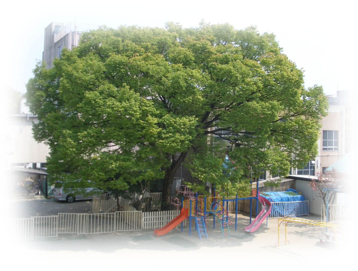 白鳥幼稚園のけやき